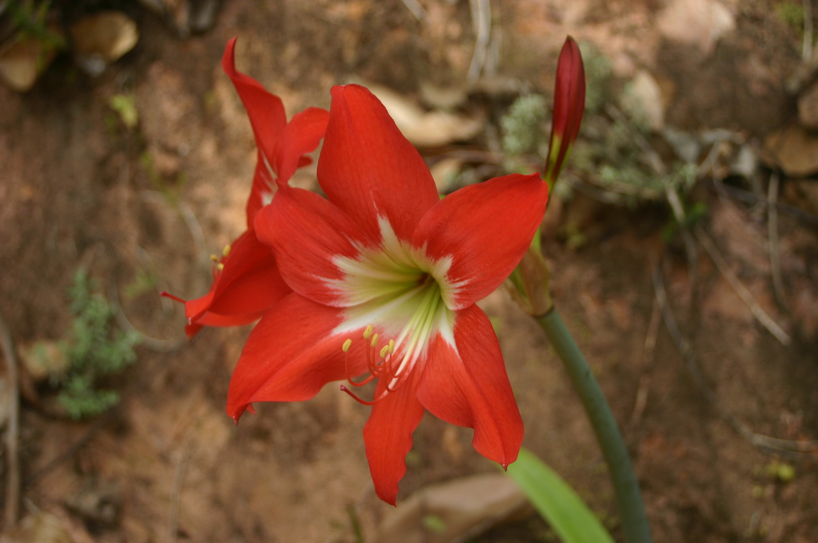 fleur de mada