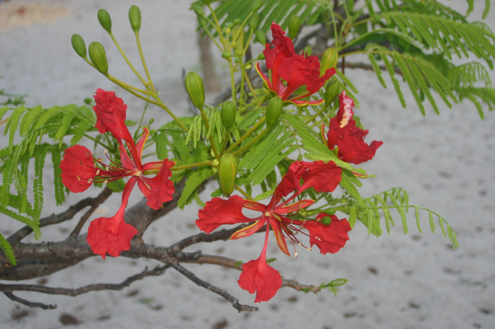 fleur de madagascar