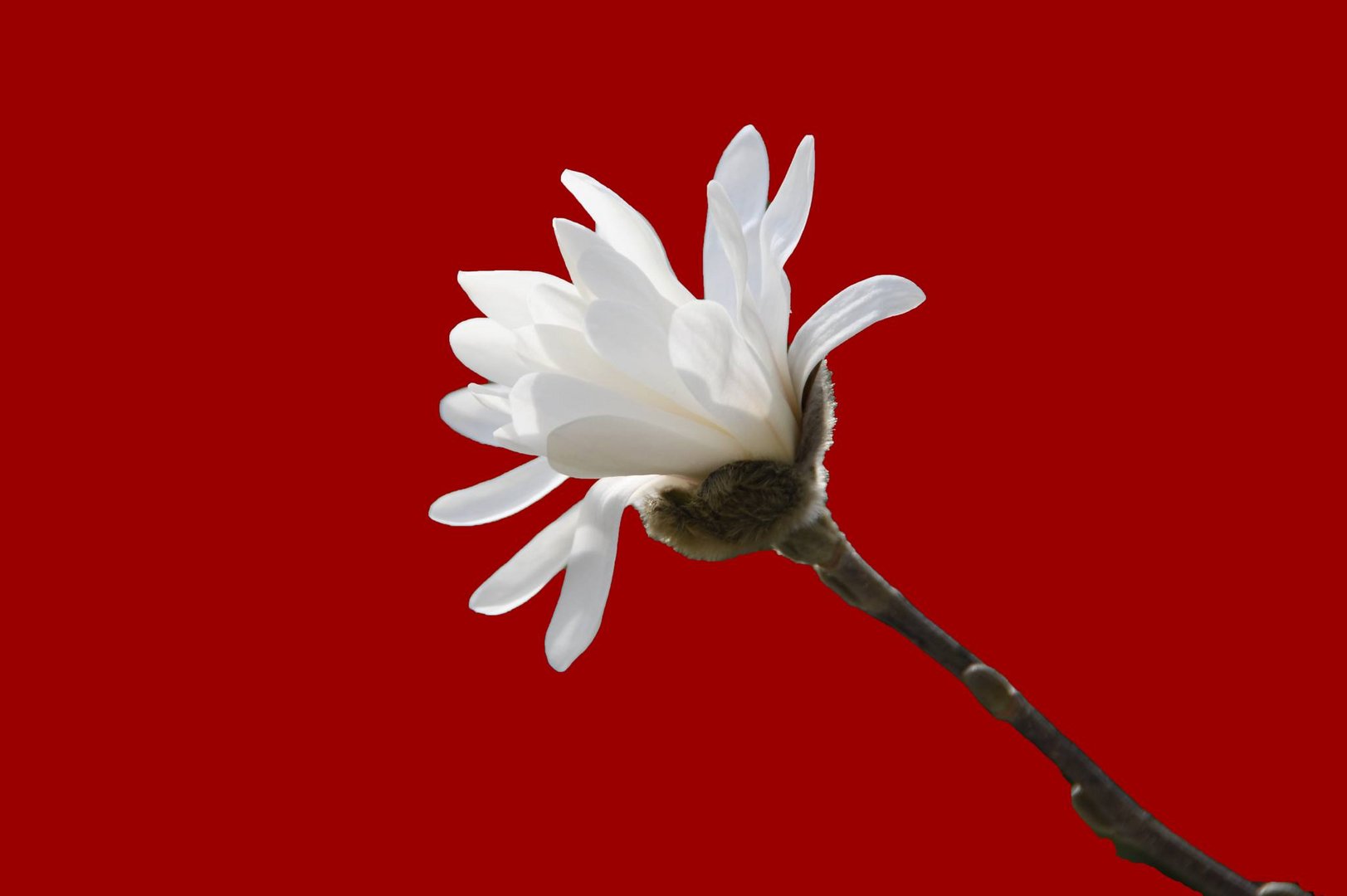 fleur de magnolia 