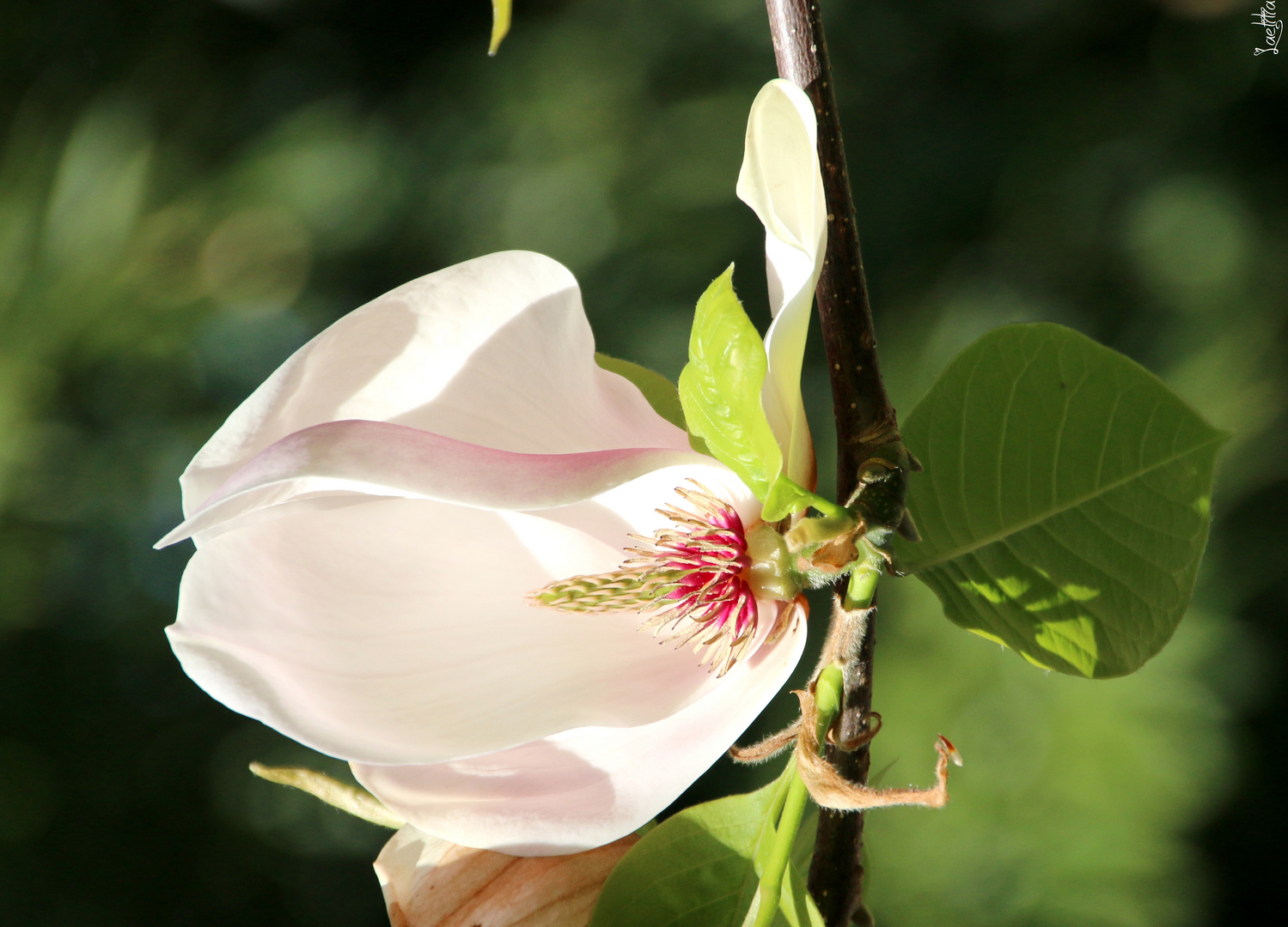 Fleur de magnolia