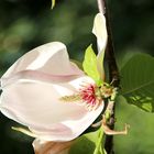 Fleur de magnolia