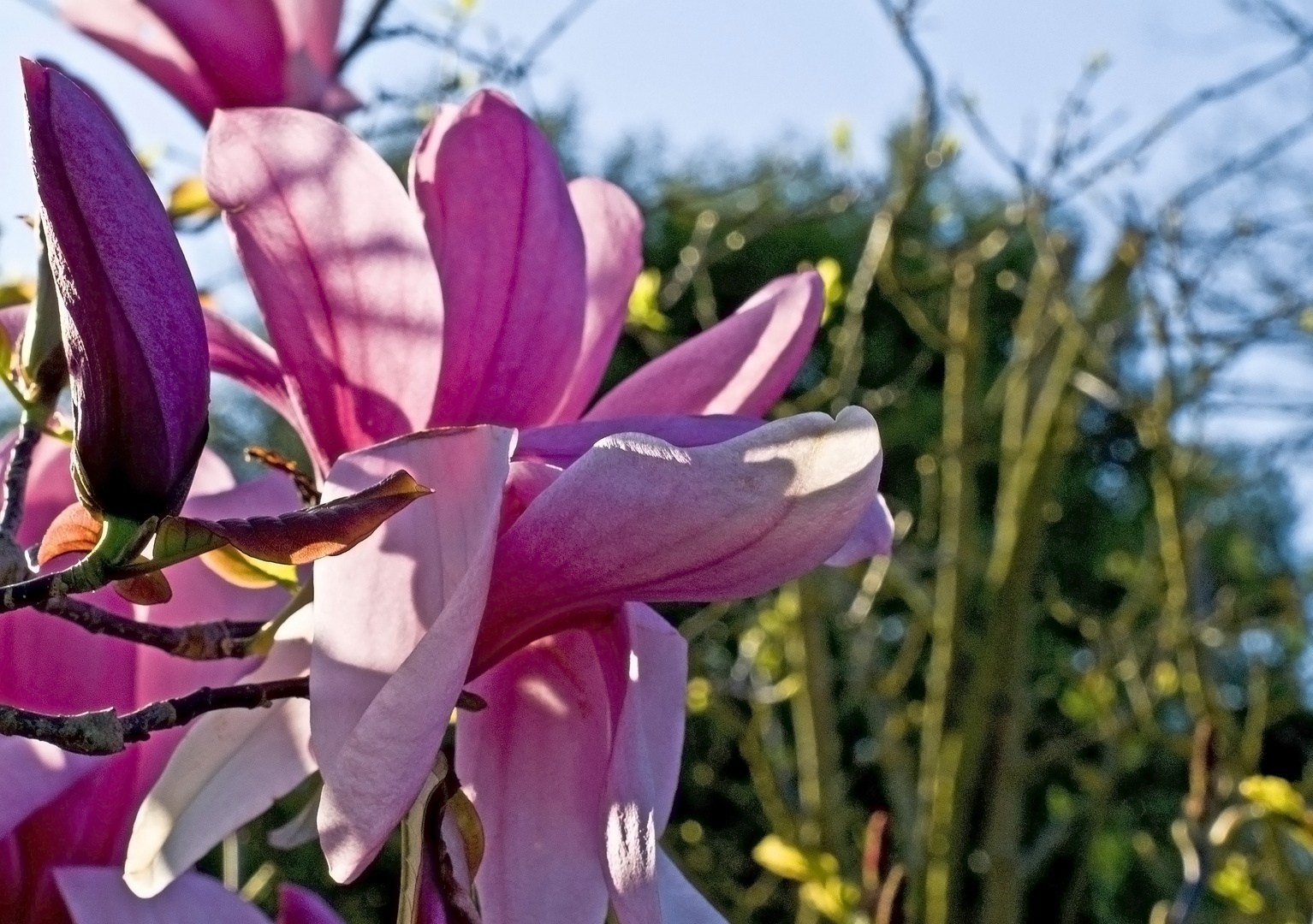 Fleur de magnolia de Soulanges