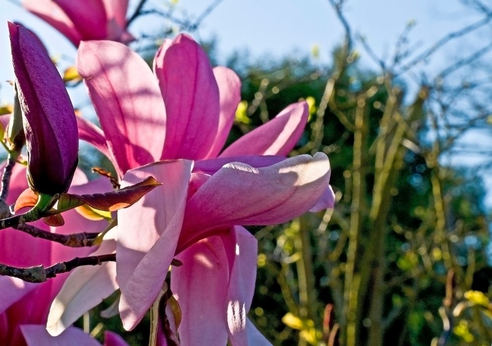 Fleur de magnolia de Soulanges