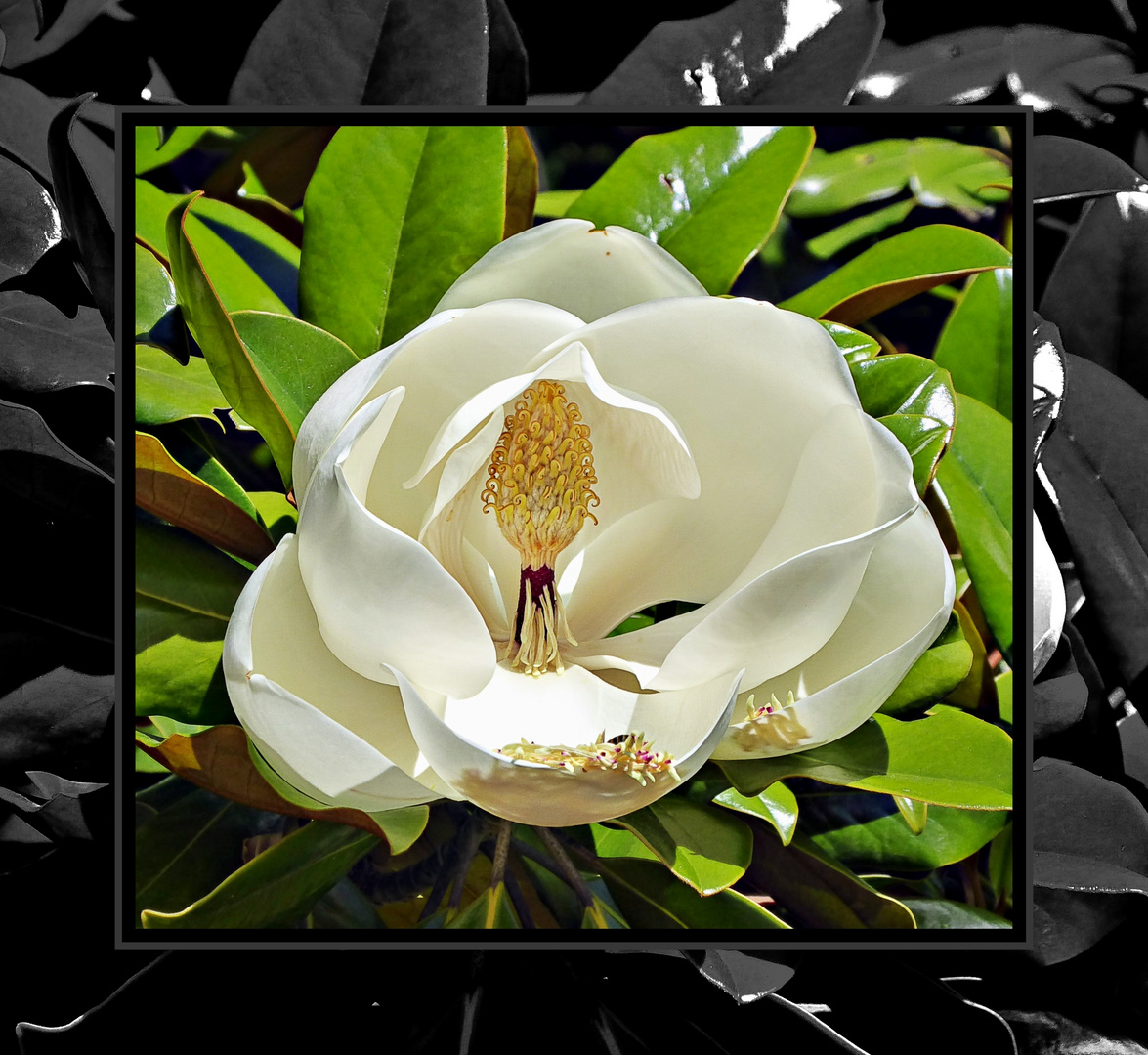 fleur de magnolia grandiflora