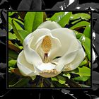 fleur de magnolia grandiflora