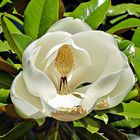 fleur de magnolia grandiflora