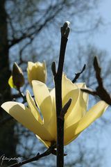 Fleur de magnolia jaune