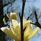 Fleur de magnolia jaune