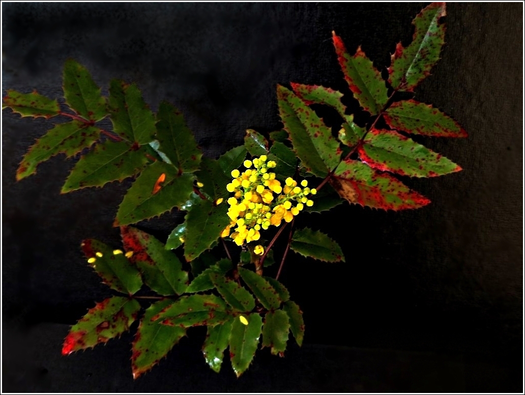 Fleur de mahonia.