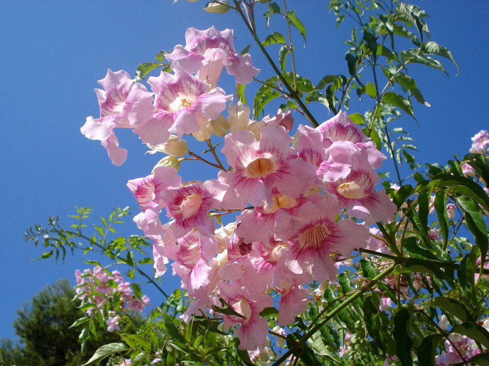 fleur de majorque ( baléares ) septembre 2009