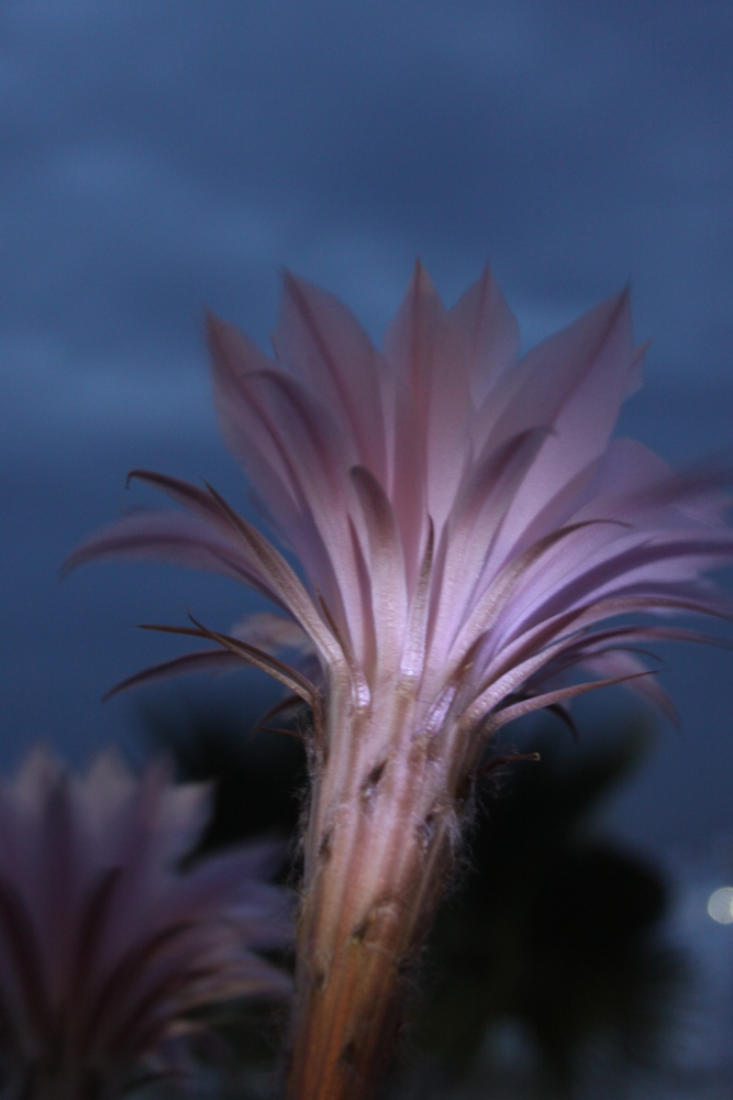 Fleur de Mammillaria