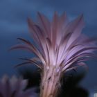 Fleur de Mammillaria