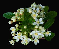 fleur de Marocain