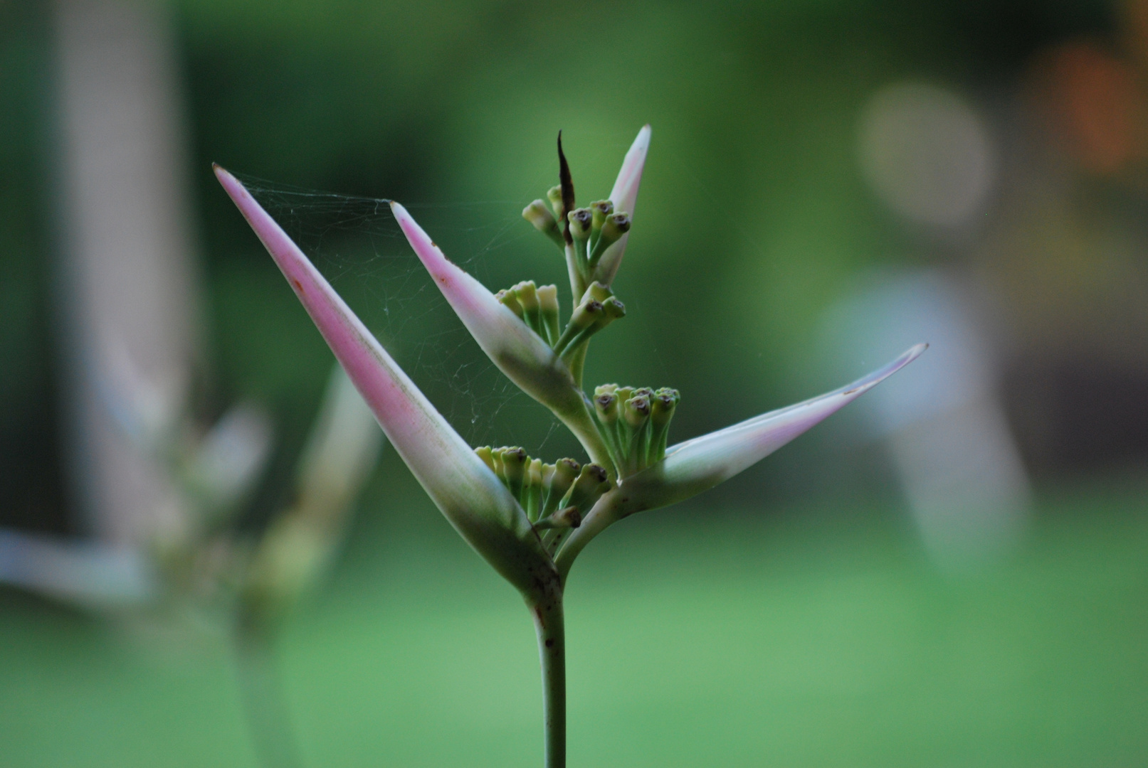 Fleur de martinique