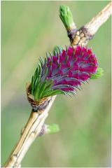 Fleur de mélèze (1)