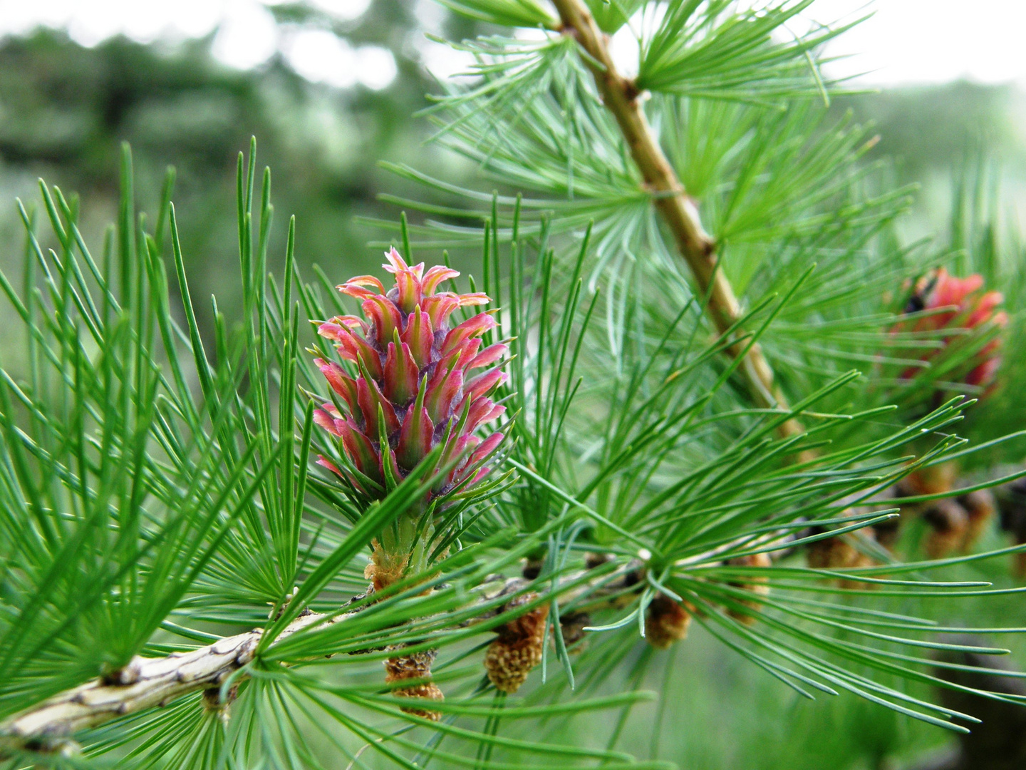 Fleur de Mélèze.