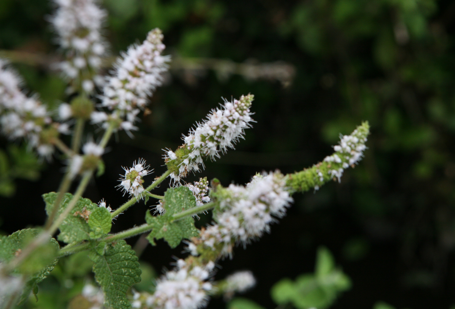 Fleur de Menthe