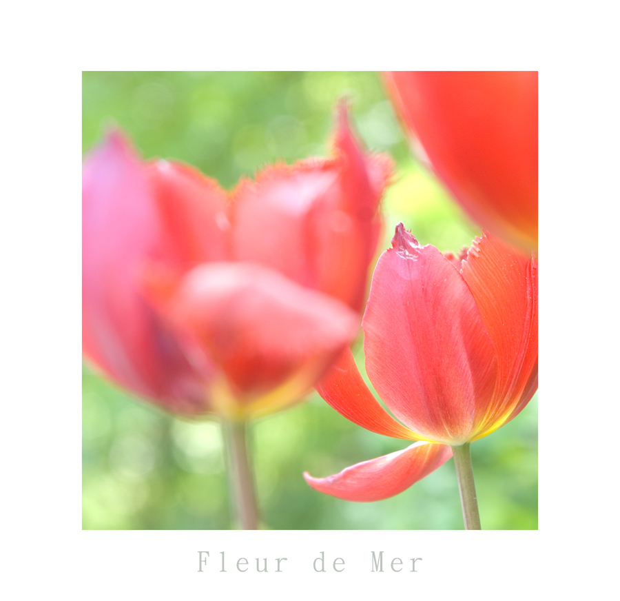 Fleur-De-Mer