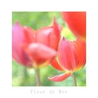 Fleur-De-Mer