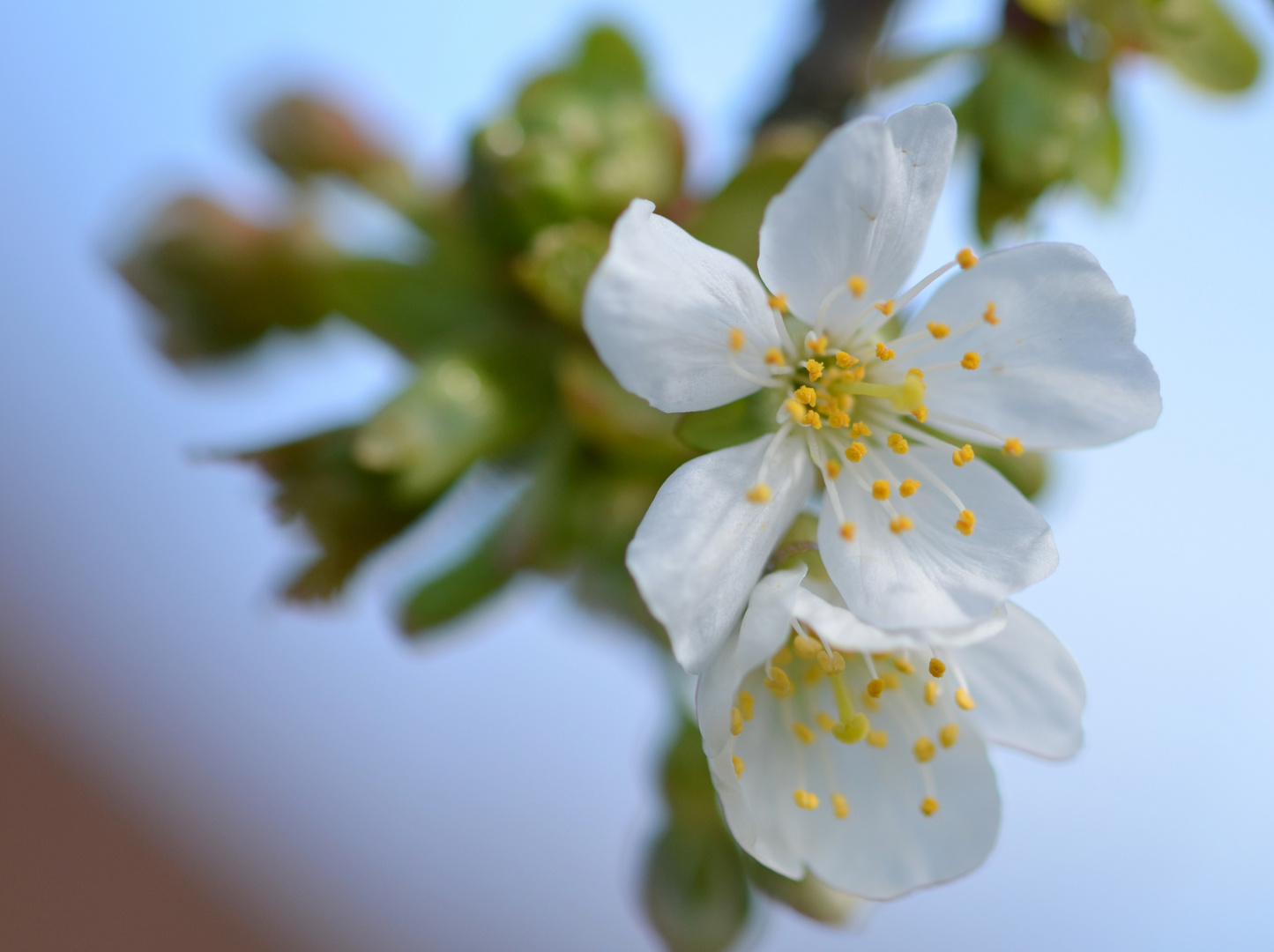 Fleur de merisier