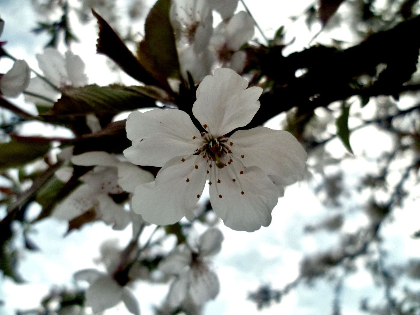 fleur de merisier de jour