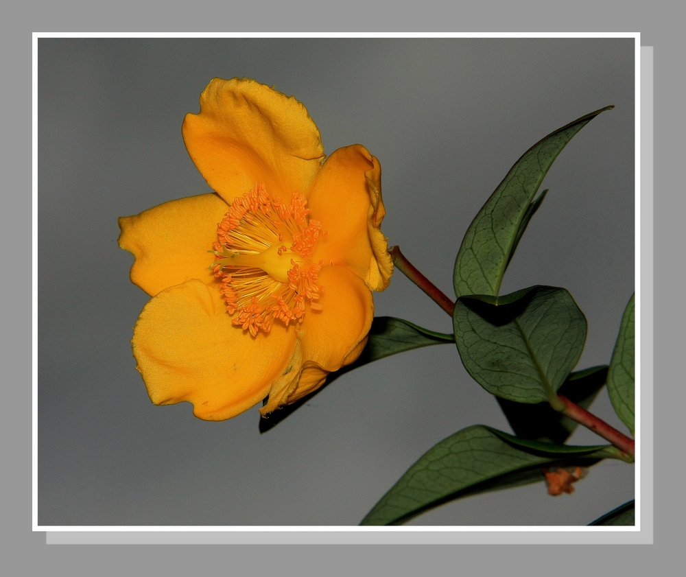 " Fleur de mille pertuis sur fond de ciel "