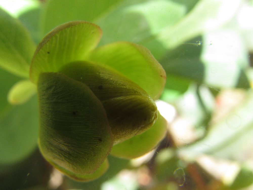 ..Fleur de Millepertuis encore fermée..