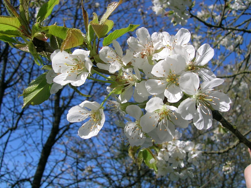 fleur de mirabelle