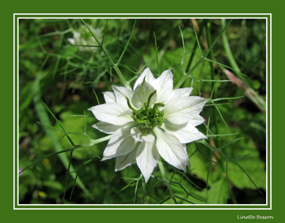 fleur de mon jardin