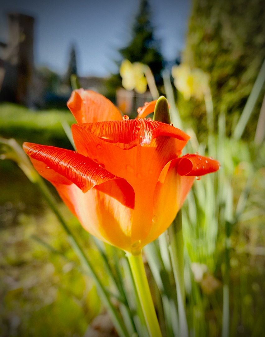 Fleur de mon jardin 