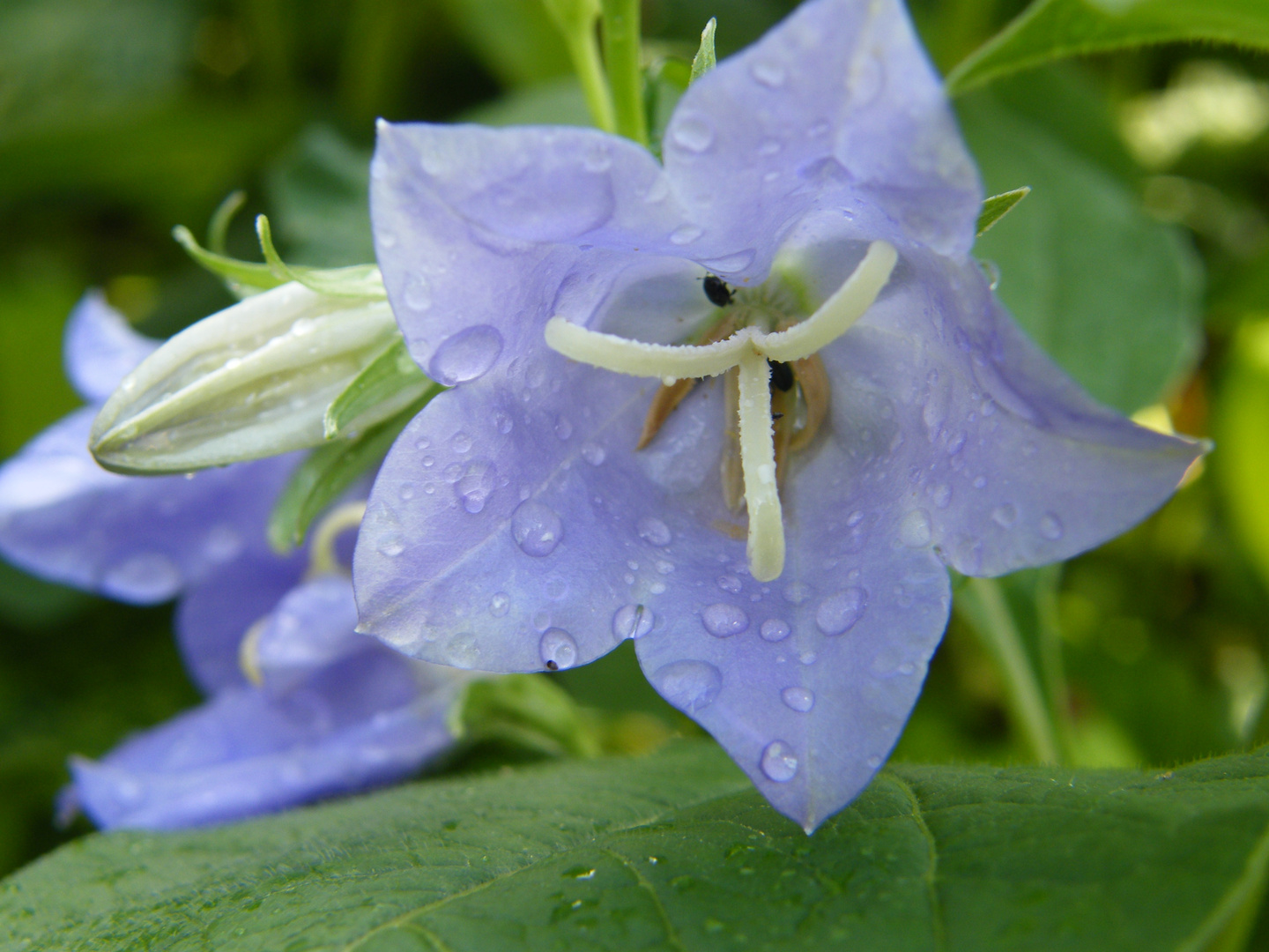 fleur de mon jardin dont je ne connais pas le nom