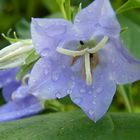 fleur de mon jardin dont je ne connais pas le nom