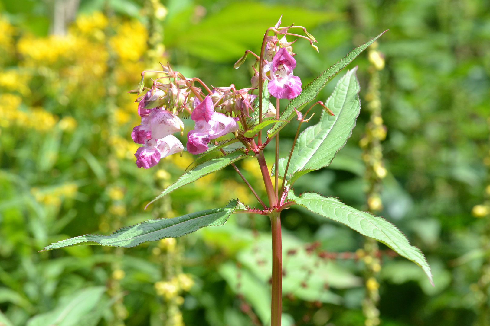 fleur de montagne