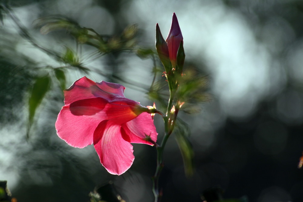 Fleur de montagne