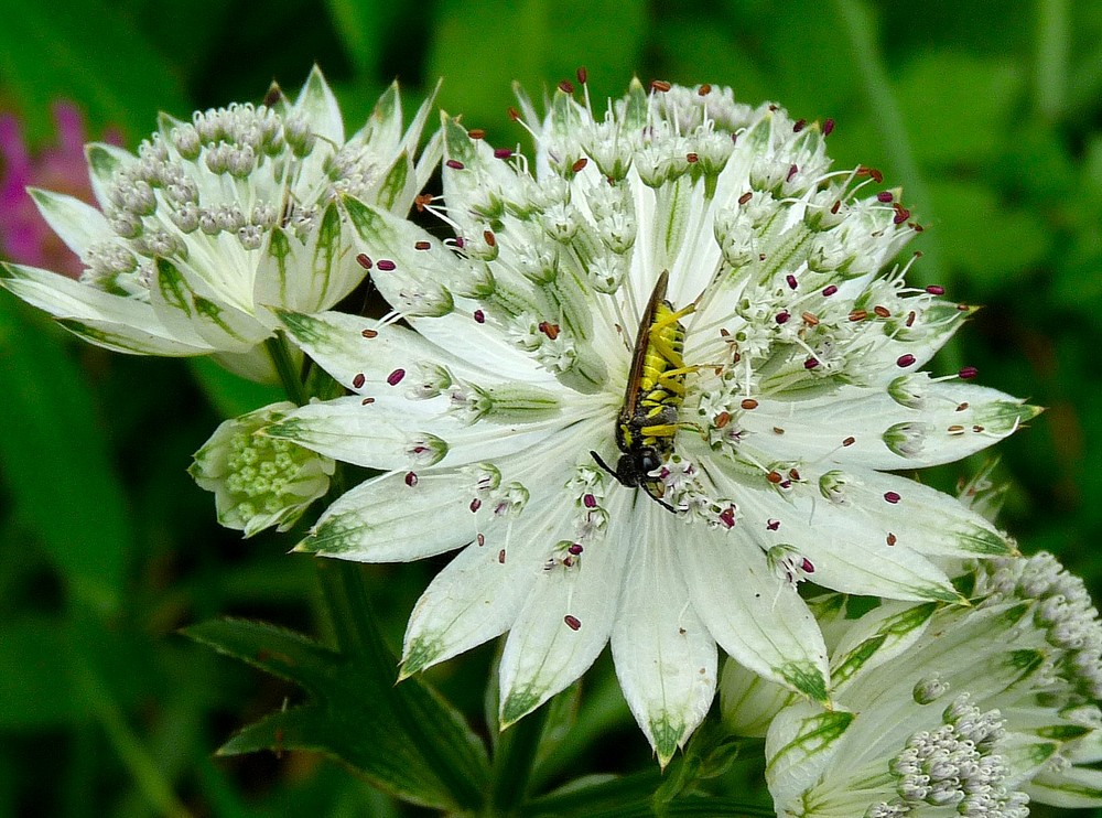 Fleur de montagne