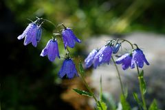 Fleur de montagne