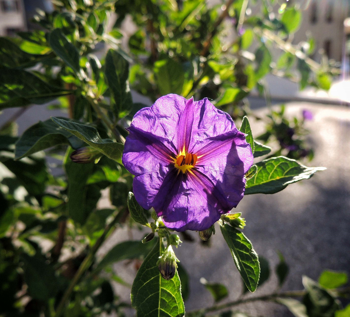 Fleur de Morelle laciniée 