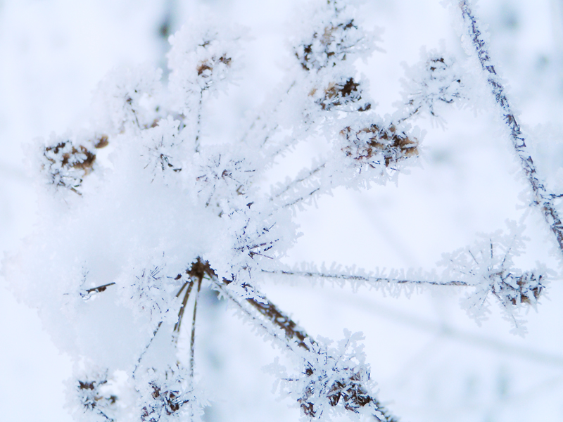 Fleur de neige