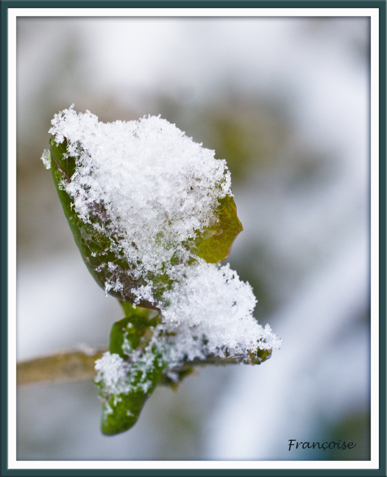 Fleur de Neige