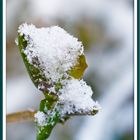 Fleur de Neige