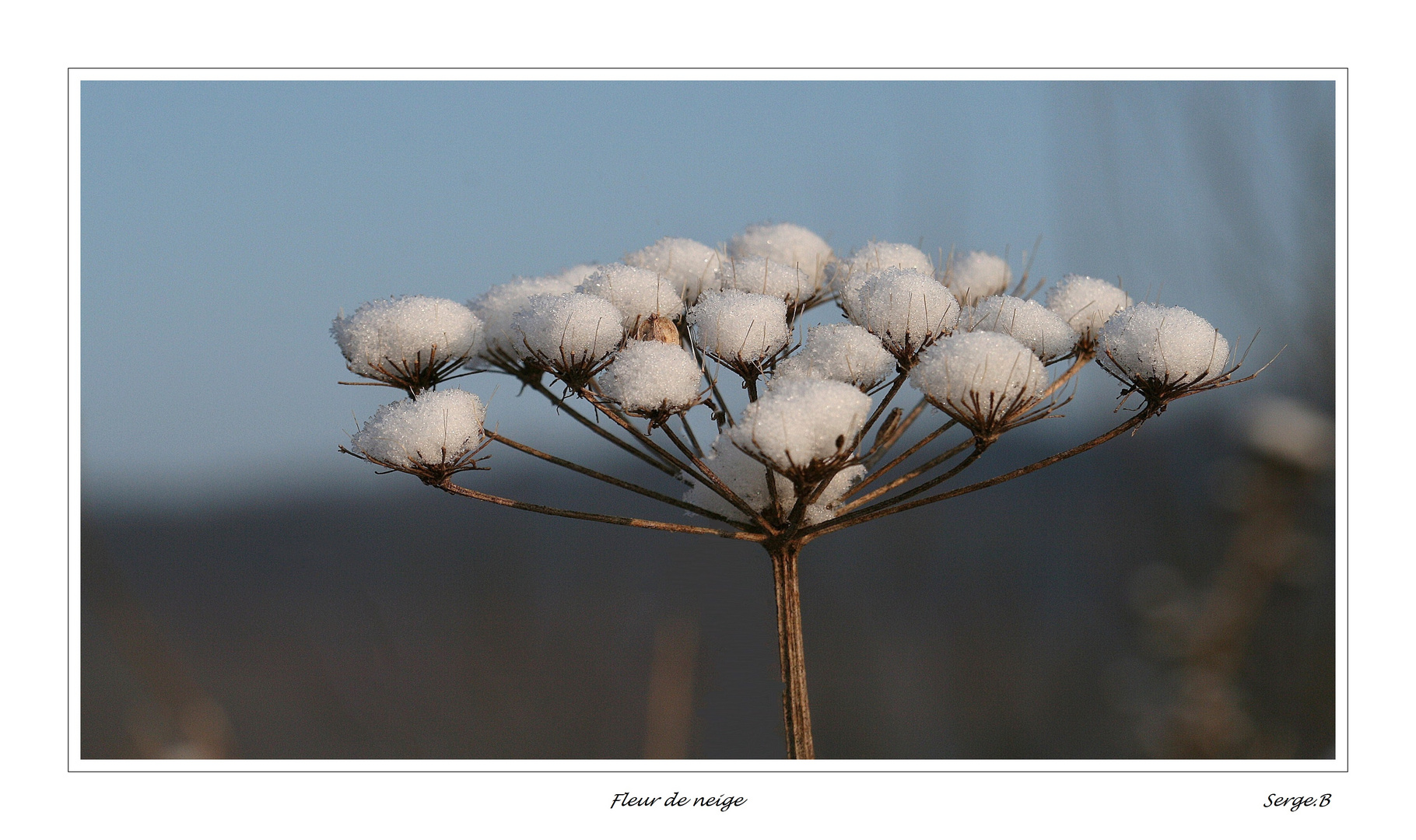 Fleur de neige 2