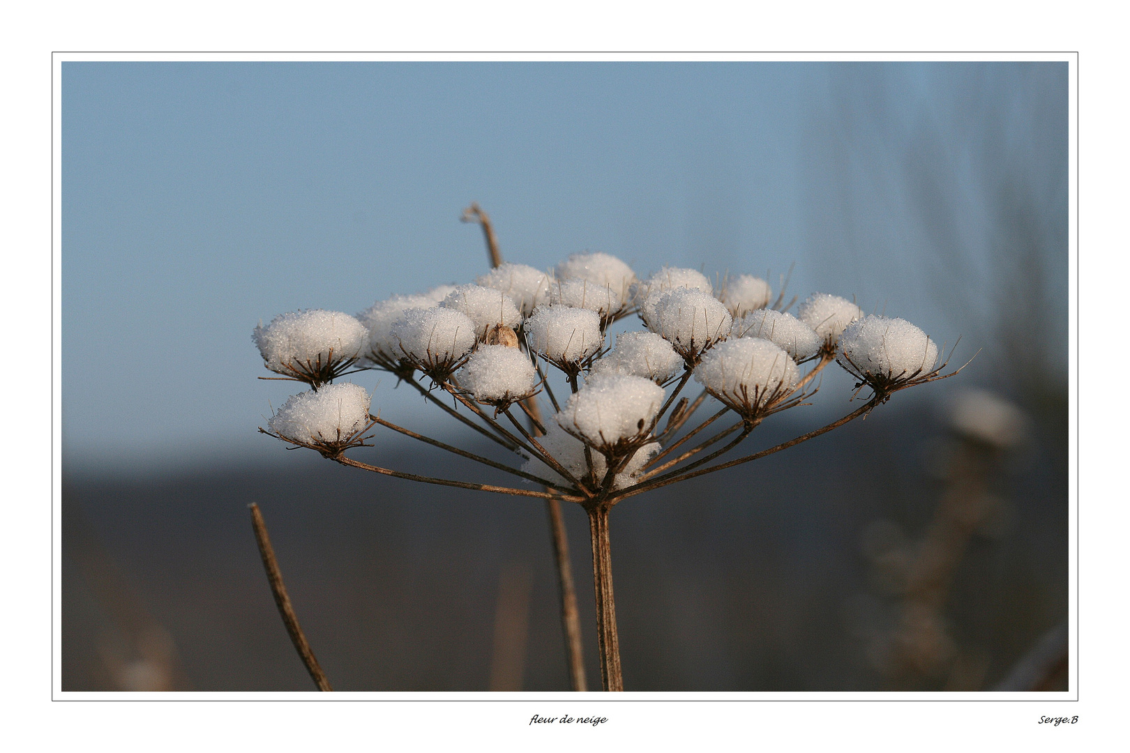 Fleur de neige