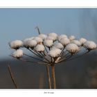 Fleur de neige