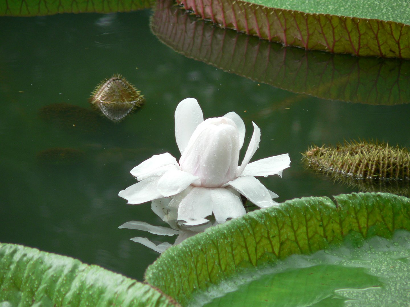 fleur de nénuphar