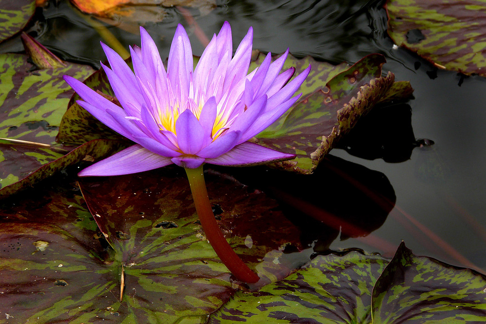 Fleur de Nénuphars