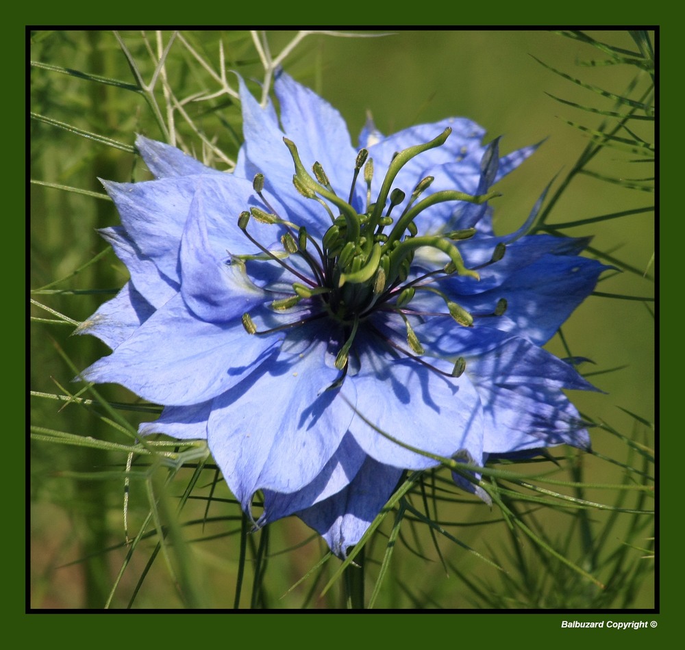 " Fleur de nigelle "