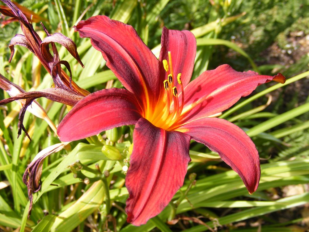 Fleur de nos jardins_Lys rouge