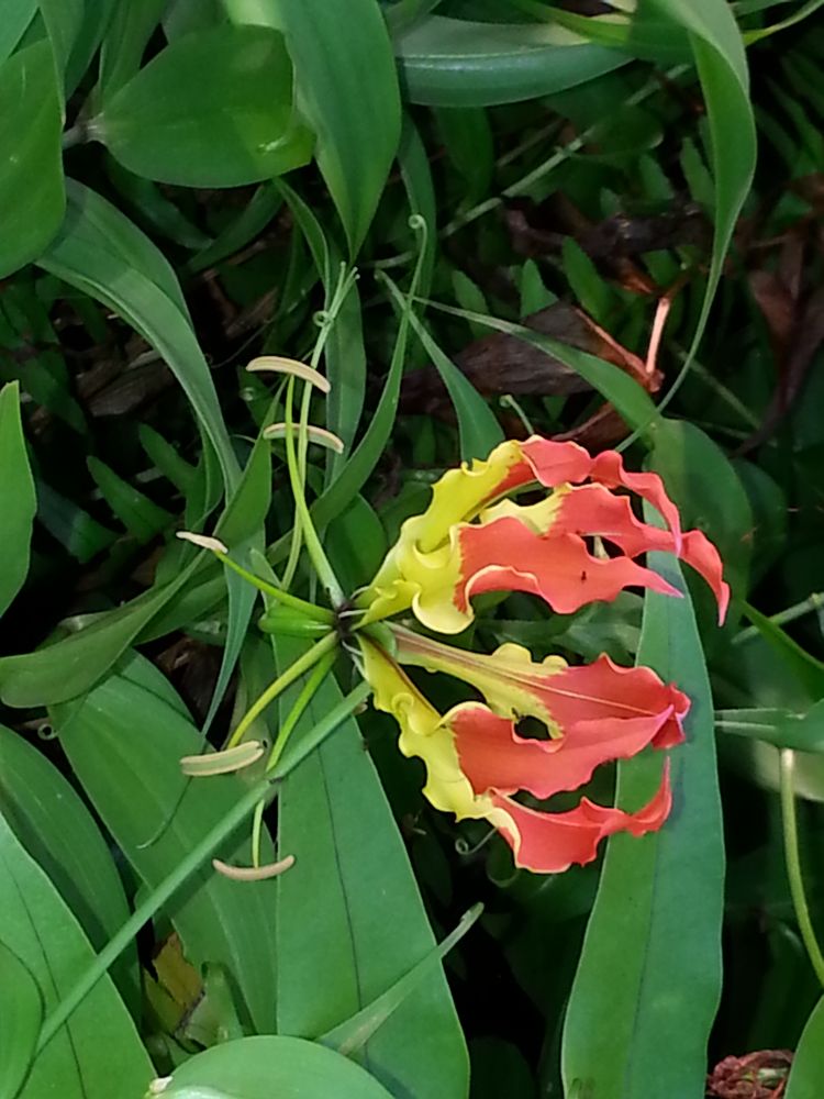 Fleur de Nouméa