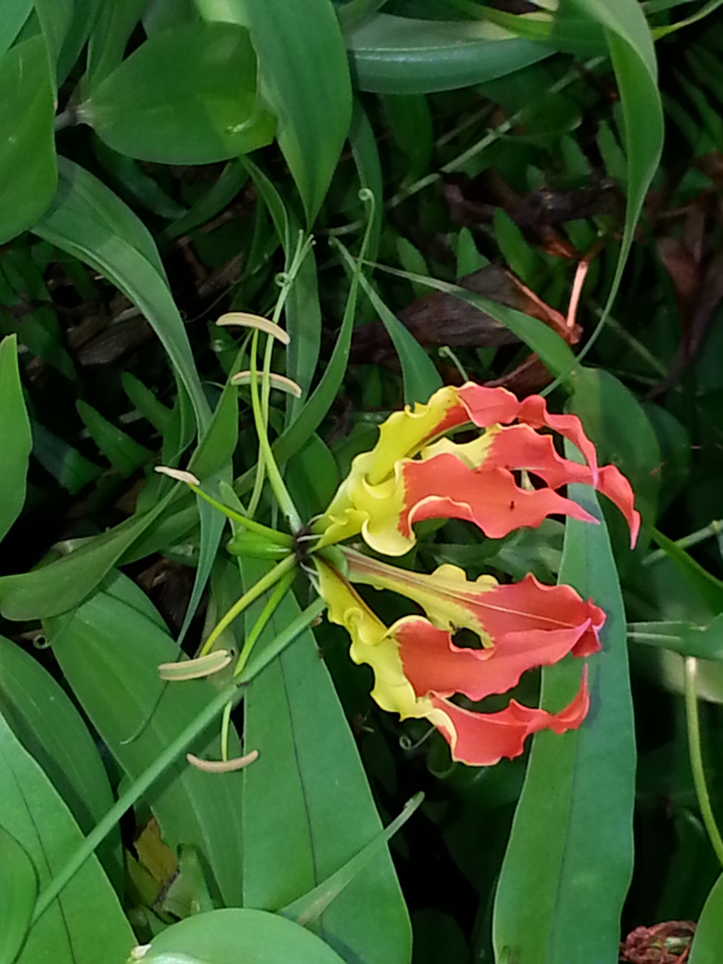 Fleur de Nouméa