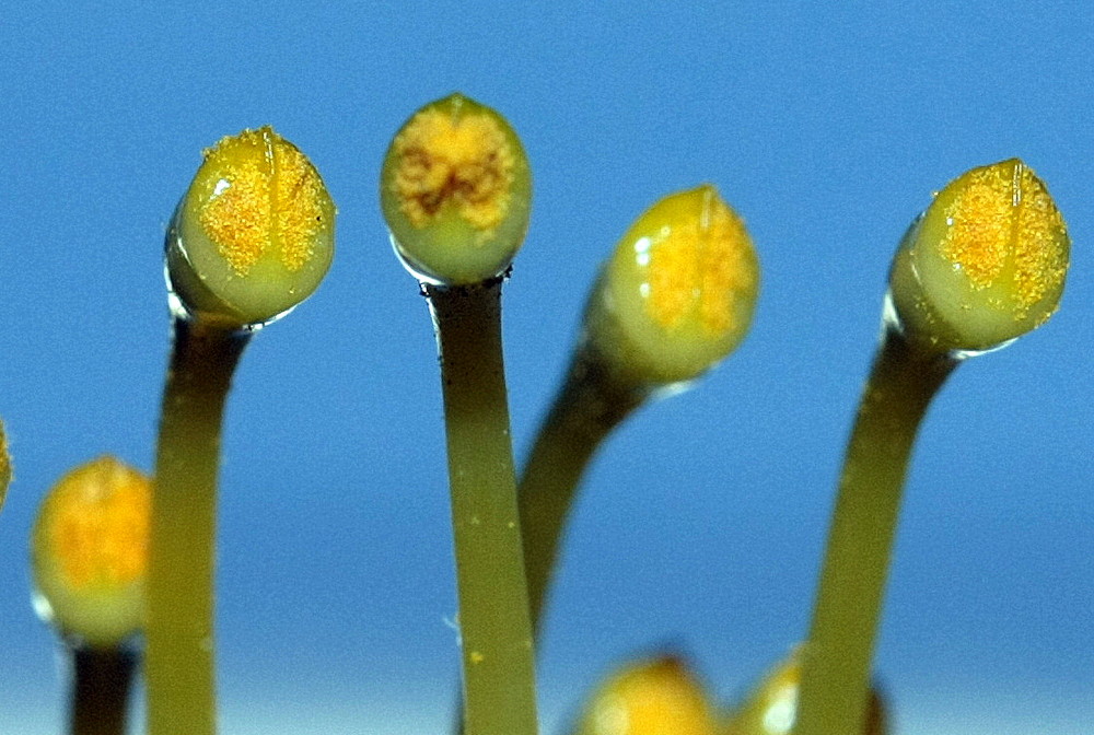 fleur de nutans à l'écoute